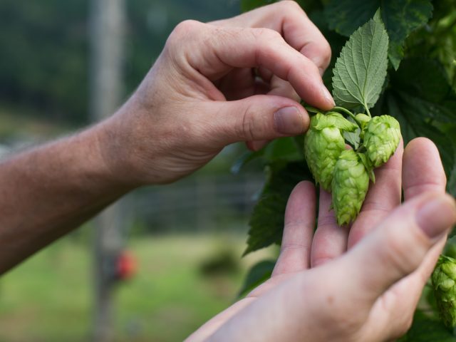 https://old-shop.bairdbeer.com/wp-content/uploads/2017/10/Baird1-234-640x480.jpg